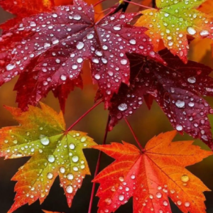Fall/Thanksgiving